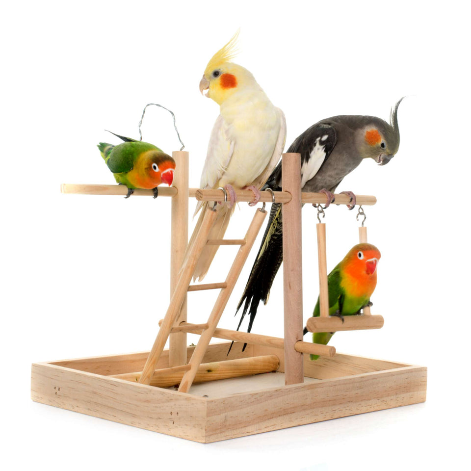 Best Quality & Colorful Bird Toys in Dubai | Aqualand