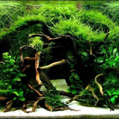 Aquascaping 1