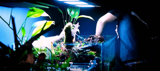 Best Aquarium Maintenance and Aquarium Cleaning Service in Dubai 2