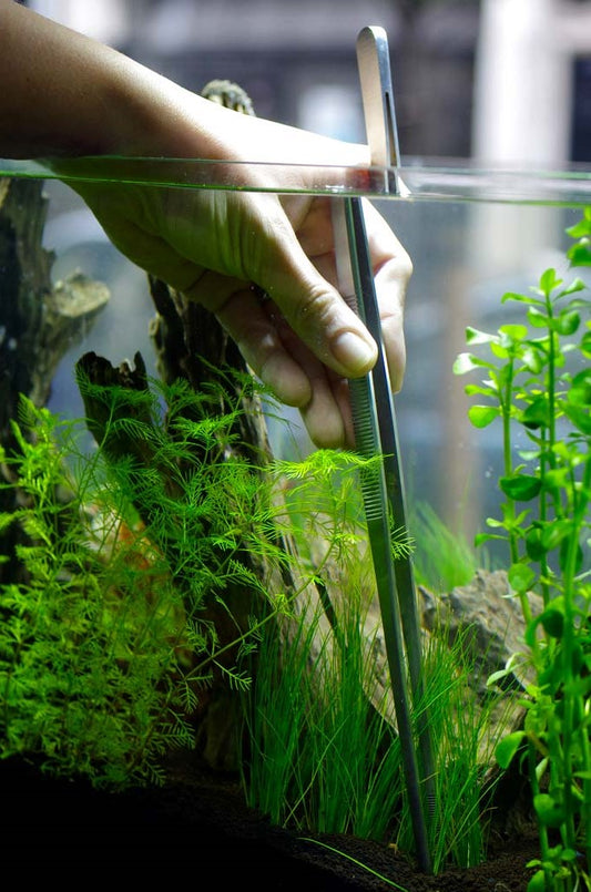 Best Aquarium Maintenance and Aquarium Cleaning Service in Dubai 1