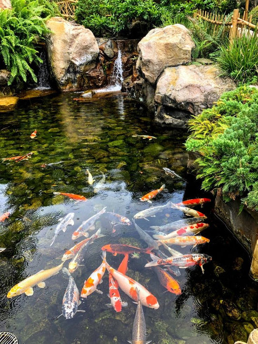 Pond maintenance and installation 1